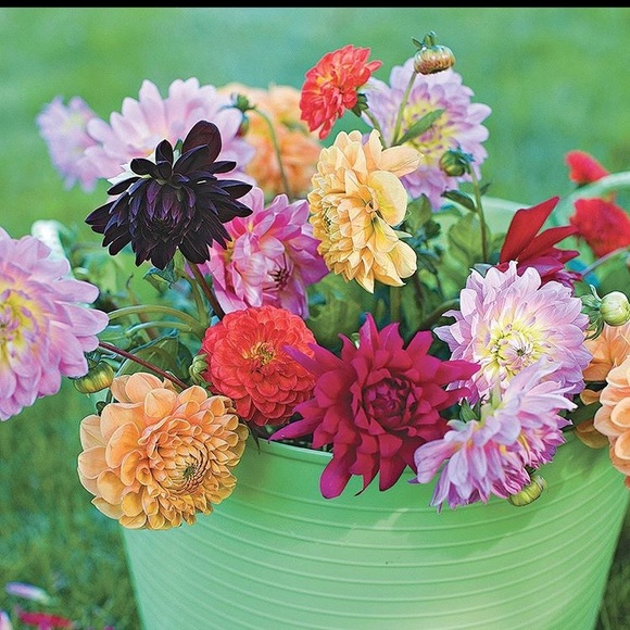 POSHMARK AMBASSADOR II dalialafleur - Picture 4 of 11